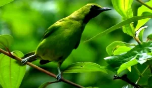 Pesona Cucak Ijo Sumatra Kecantikan Burung Alam Aceh