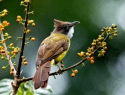 Perbedaan Cucak Jenggot Lokal dan Sumatra: Suara, Penampilan