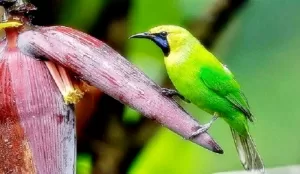 Pesona Eksotis Cucak Ranting Sumatra Yang Indah dan Merdu