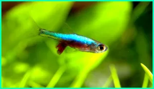 Kekayaan Keanekaragaman Hayati: Pesona Ikan Air Tawar Sumatra