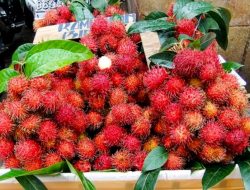 Rambutan Aceh Menjadi Potensi Ekonomi dan Keistimewaan Buah Asli Nusantara