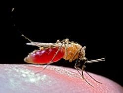 Virus Oropouche Mewabah di Brasil, Satu Orang Meninggal Dunia: Apa yang Perlu Diketahui?