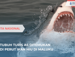 Tubuh Turis AS Ditemukan di Perut Ikan Hiu di Maluku