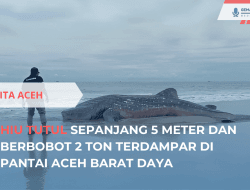 Hiu Tutul Berat 2 Ton Terdampar di Abdya