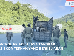 Satpol PP Aceh Jaya Tangkap 23 Ekor Ternak yang Berkeliaran