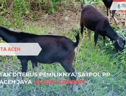 Tak Ditebus Pemiliknya, Satpol PP Aceh Jaya Lelang Kambing