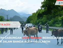 Tim Gabungan Usir Ternak Berkeliaran di Jalan Nasional Aceh