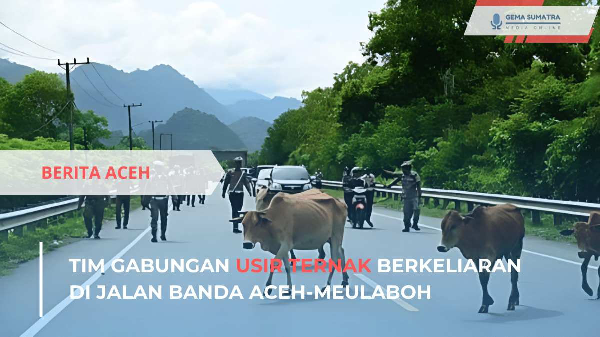 Ket foto: Tim Gabungan Usir Ternak (Sumber Foto: Instagram/kabaraceh)