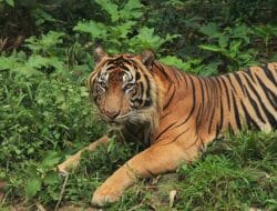 Anak Harimau Sumatra Mati karena Malnutrisi di TMSBK Bukittinggi