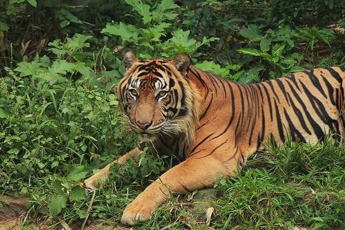 Anak Harimau Sumatra (Pinterest/Flickr)