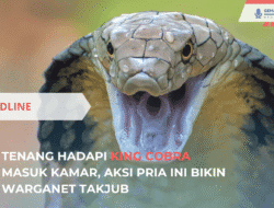 Tenang Hadapi King Cobra Masuk Kamar, Aksi Pria Ini Bikin Warganet Takjub