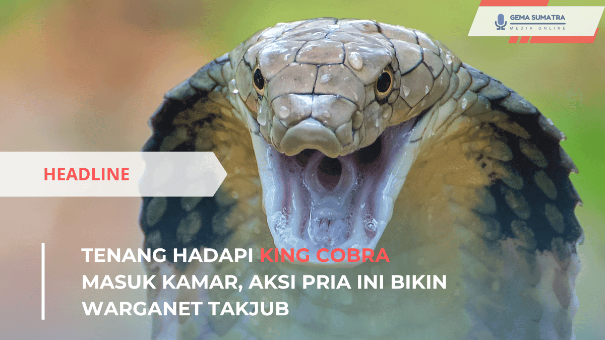 king cobra masuk kamar (*/Istimewa)