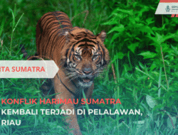 Konflik Harimau Sumatra Kembali Terjadi di Pelalawan, Riau