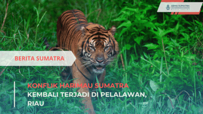 Konflik Harimau Sumatra Kembali Terjadi di Pelalawan, Riau