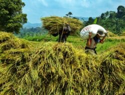 Waspada! Ini Daftar merk beras oplosan yang Beredar di Pasaran