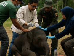 Dua Anak Gajah Sumatera Diselamatkan Tim Konservasi di Aceh Besar