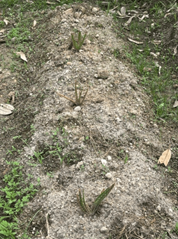 Kegiatan Pengamatan Lanjutan (Sumber: Dokumentasi KKN)