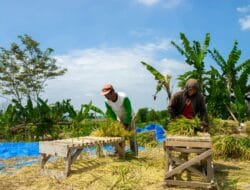 Sumbar Punya 3,34 Juta Hektare Lahan Pertanian, Gubernur: Modal Besar Ketahanan Pangan