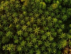 Harga TBS Sawit Riau 3–9 Desember 2025 Turun Tipis