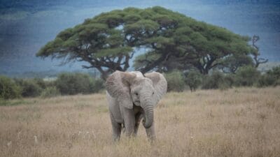 Anak Gajah Sumatera Ditemukan Mati, Viral di Media Sosial