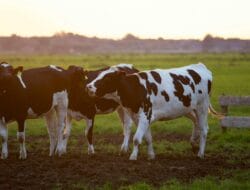 Pemerintah Luncurkan Program Satu Juta Sapi Perah Senilai Rp48 Triliun untuk Ketahanan Pangan