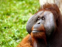Kajian Terbaru Dorong Penguatan Koridor Ekologis untuk Orangutan Tapanuli
