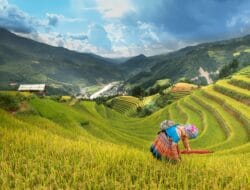 Sumatera Selatan Surplus Gabah, Namun Krisis Benih