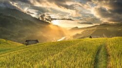 Ilustrasi sawah Sulsel