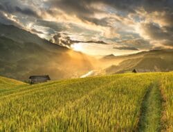 Peningkatan Indeks Pertanaman Jadi Tantangan Sumsel Pacu Produksi Padi