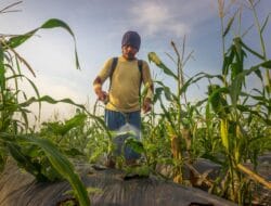 Wapres Gibran Tinjau Sekolah Rakyat & Panen Jagung di Sumsel