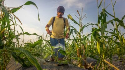 Wapres Gibran Tinjau Sekolah Rakyat & Panen Jagung di Sumsel