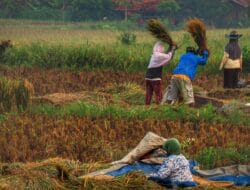 SPHP: penyaluran nasional 344–351 ribu ton; daerah percepat distribusi