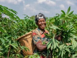 Impor Tapioka Dibatasi, Harga Singkong Lampung Naik