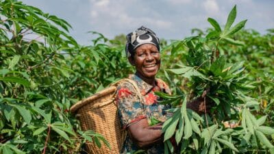 Impor Tapioka Dibatasi, Harga Singkong Lampung Naik
