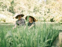 Harga Beras Lampaui HET, SPHP Bulog Hampir 500 Ribu Ton; Dampaknya ke Sumatra