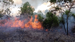 Operasi karhutla 2025 ditutup Riau Sumsel siaga