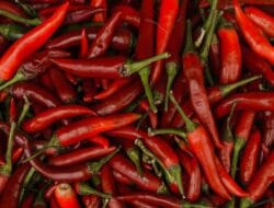 GPM Pekanbaru di MPP: Harga Cabai Rp 60 Ribu/Kg