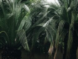 Harga TBS Riau 22–28 Oktober: plasma Rp 3.677/kg, swadaya Rp 3.627/kg