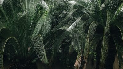 Harga TBS Riau 22–28 Oktober: plasma Rp 3.677/kg, swadaya Rp 3.627/kg