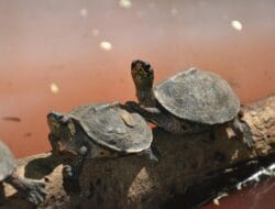 UKRI Danai Akuakultur Asia Tenggara, Peluang Sumatra