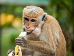 Film Horor ‘Primate’ Rilis 9 Januari 2026
