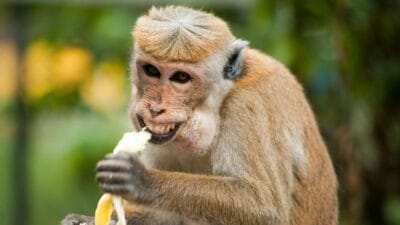 Film Horor ‘Primate’ Rilis 9 Januari 2026