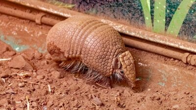 Sisik trenggiling Padang