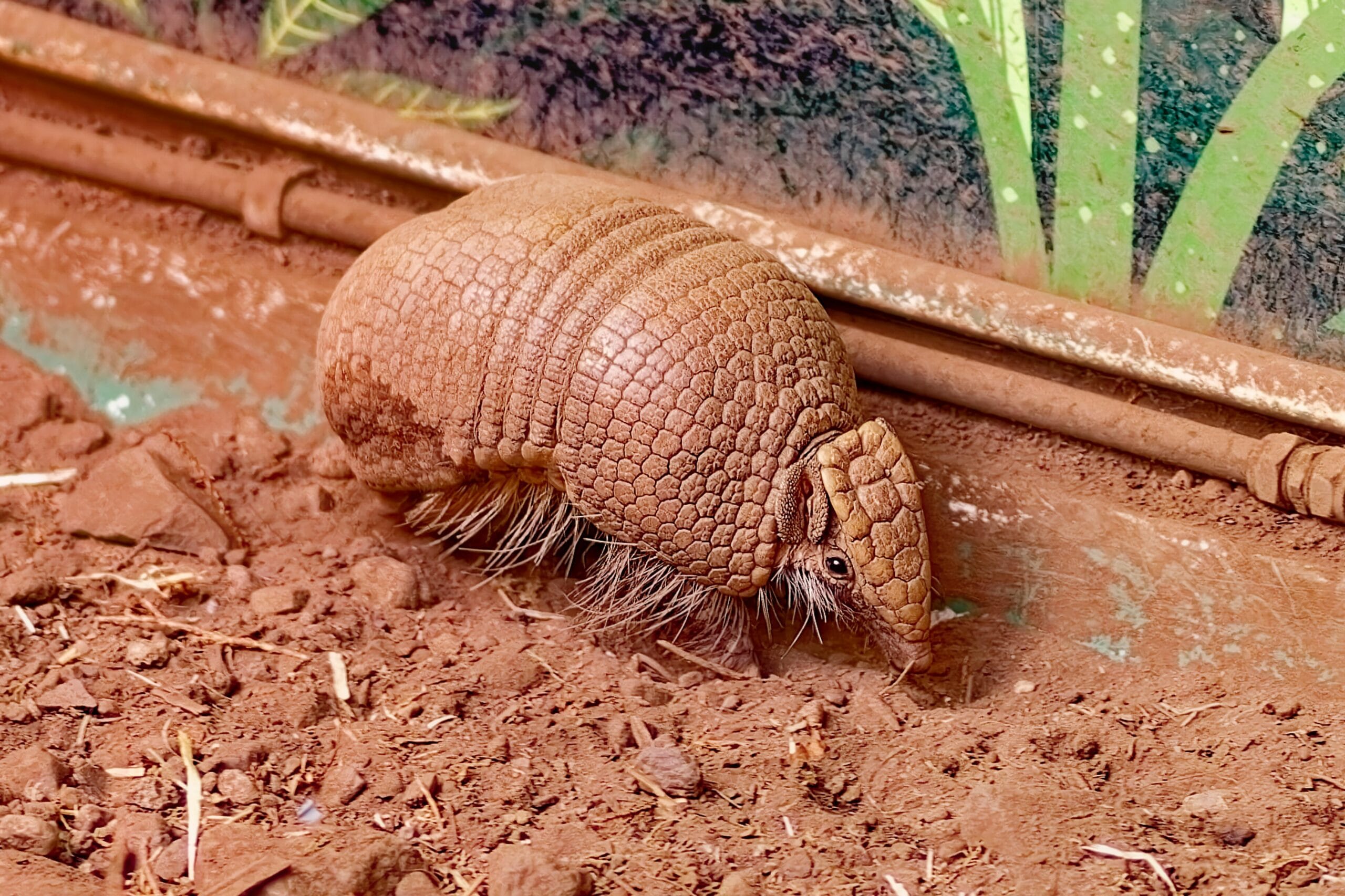 Sisik trenggiling Padang