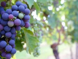 Harga TBS Jambi Turun Tipis Rp 3.648/Kg