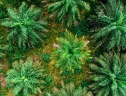 BPDP Dorong UMKM Sawit & B40: Dampak Nyata bagi Sumatra