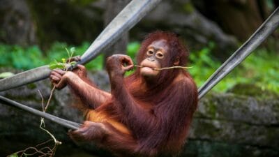Orangutan
