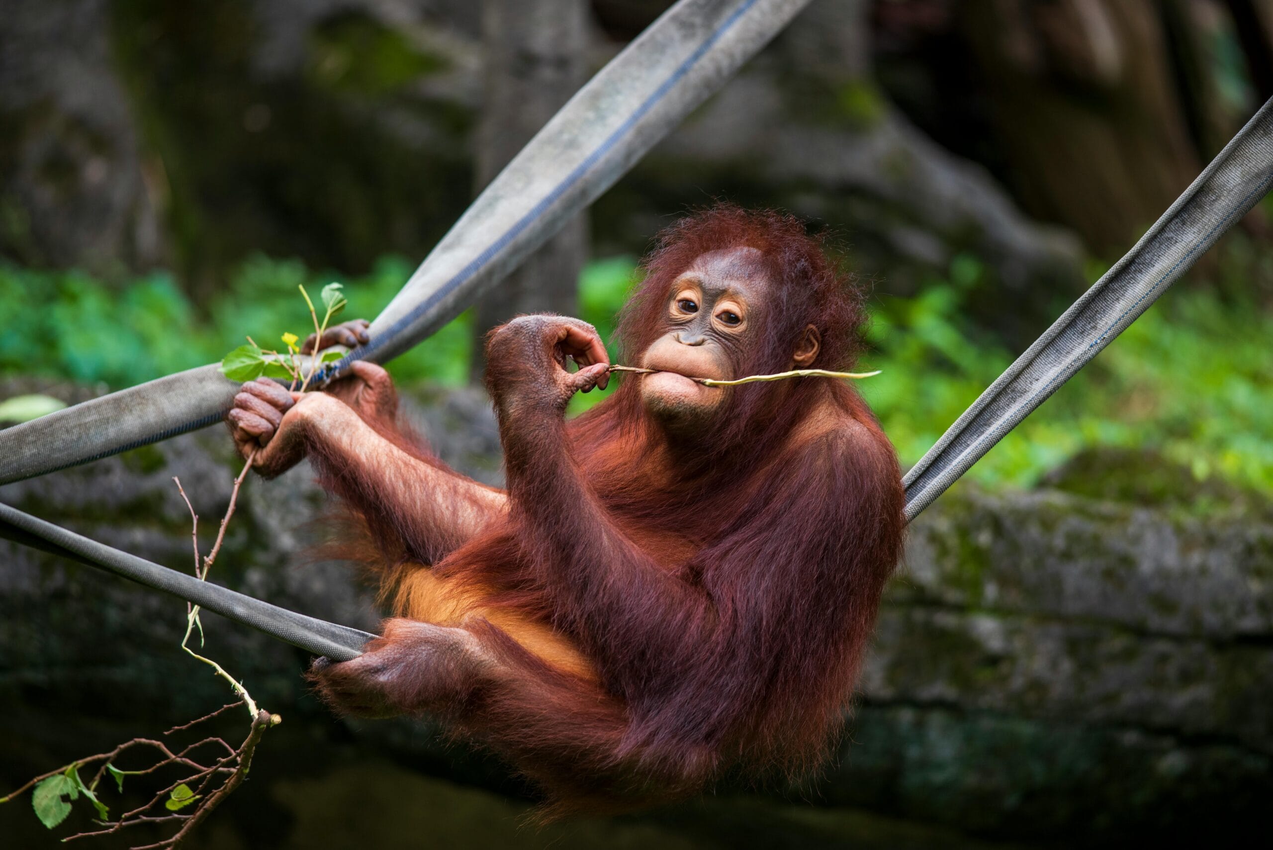 Orangutan