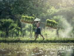 Bulog Sumut Salurkan 31.093 Ton SPHP, Harga Beras Dibidik Stabil