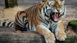 Harimau Sumatera Agam